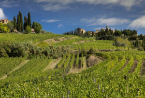 Le vigne di Castello di Volpaia